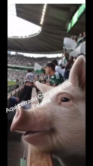 @chismoloco