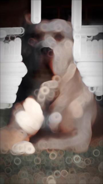 @🐾 Boundless Bullies 🐾