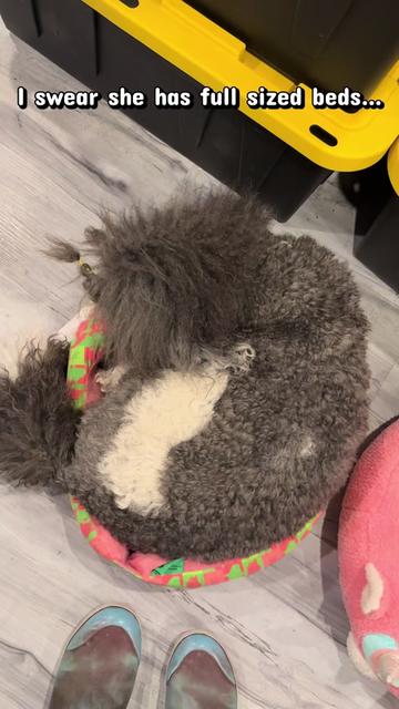 @Luxe The Adventure Poodle