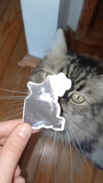 @cat_bayun_