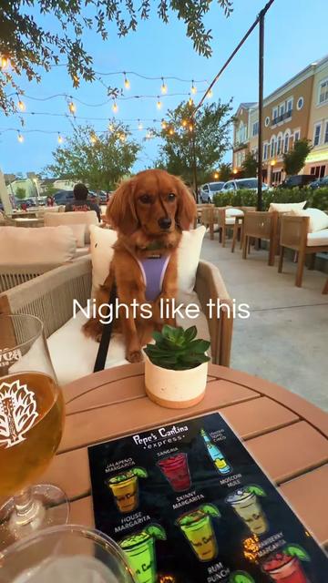 @Sage | Mini Golden Retriever
