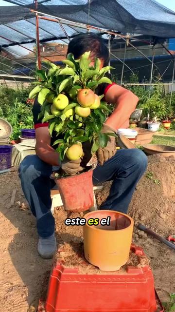 @Tu jardín en casa