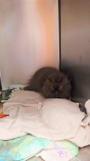 @South Texas Persian Rescue