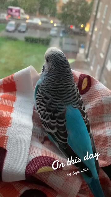 @Blu_the_budgie 🇹🇹