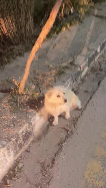 @roshnigurung106
