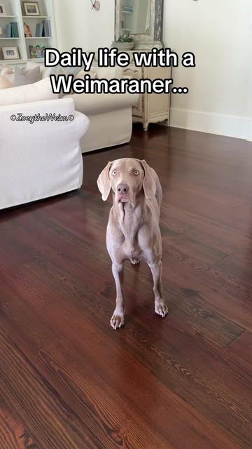 @Zoey the Weim