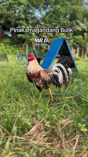 @MR D Game Farm