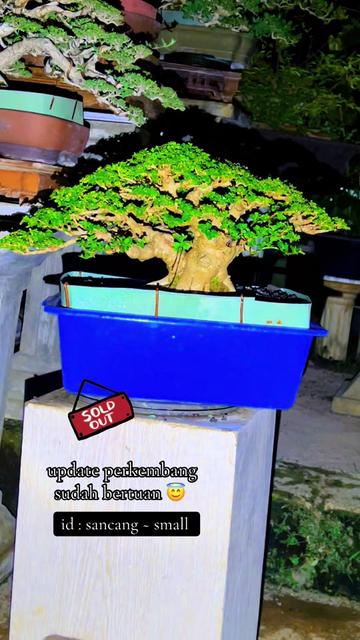 @warbonsai_purwodadi
