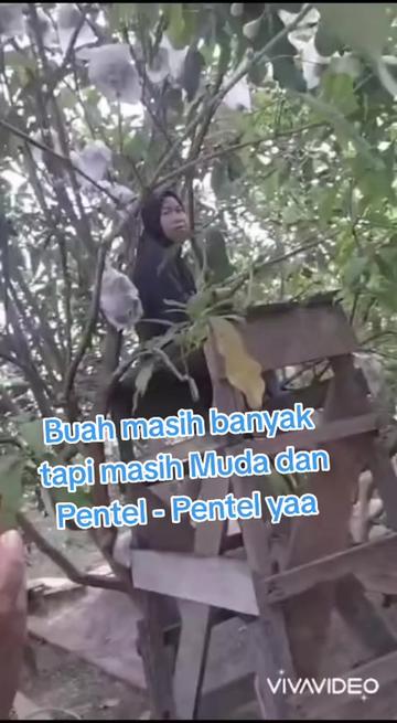 @Bibit khusus samarinda