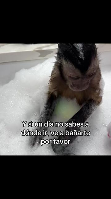 @saulburgosp