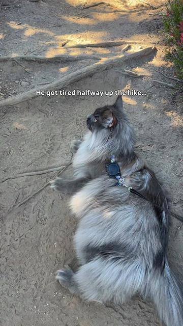 @Mugen the Maine Coon 🇨🇦