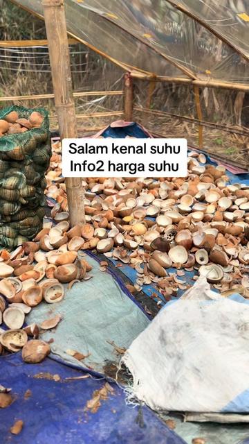 @Kang.kardus