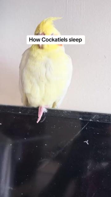 @Bixby the Budgie