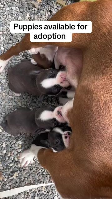 @Boston terrier puppies