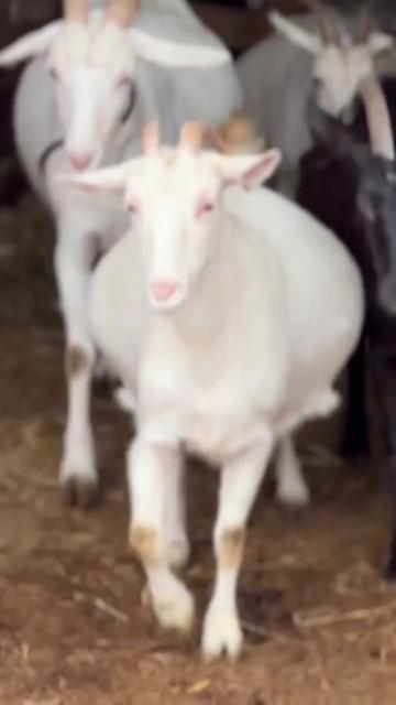 @SMART ORNAMENTAL FARM