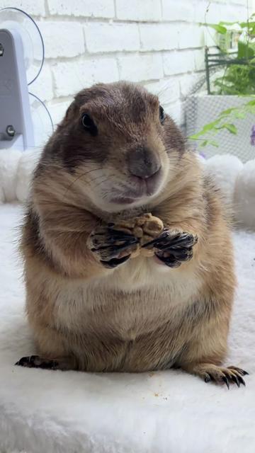 @Poppy the Prairie Dog