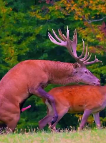 @look animals