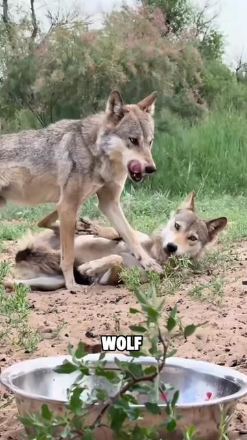 @ZoomieZoo