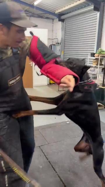 @protectiondobermanns