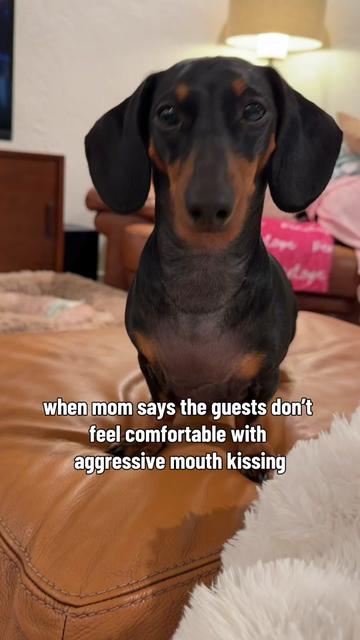 @Penny the Dachshund