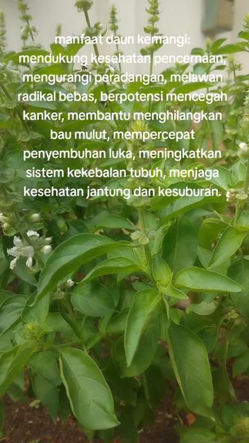 @reny glamur