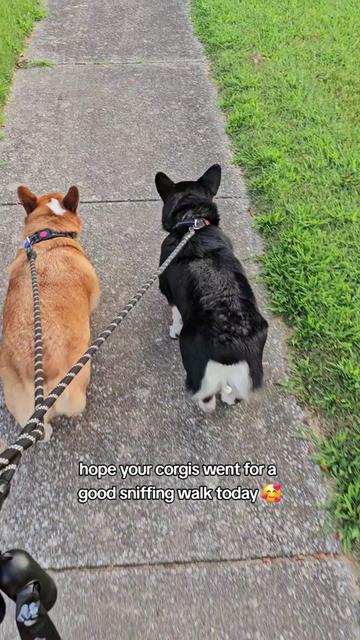 @Chelsea | Corgi Mom 🐾