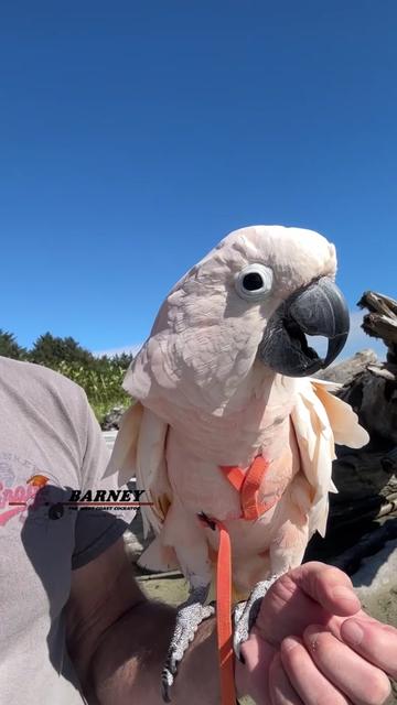 @Barney the West Coast Cockatoo