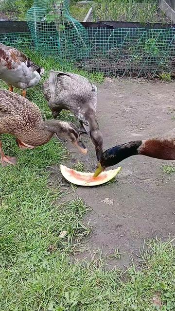 @Kaczogr&oacute;d u Milki🦆🦆🦆🦆