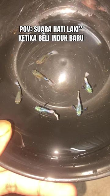 @RULL GUPPY MINI HOUSE🏘️
