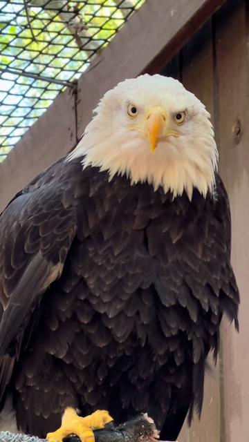 @Carolina Raptor Center