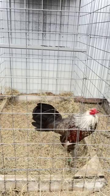 @TOTOKA GAMEFARM