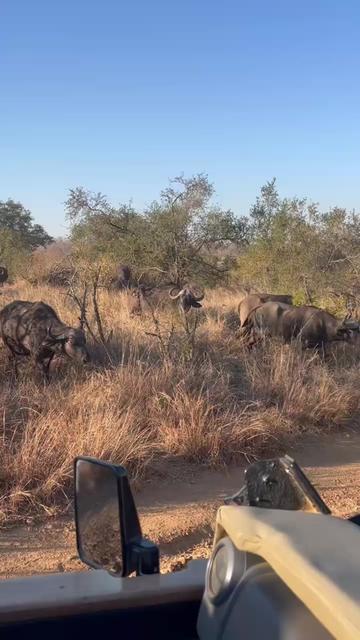 @Thornybush