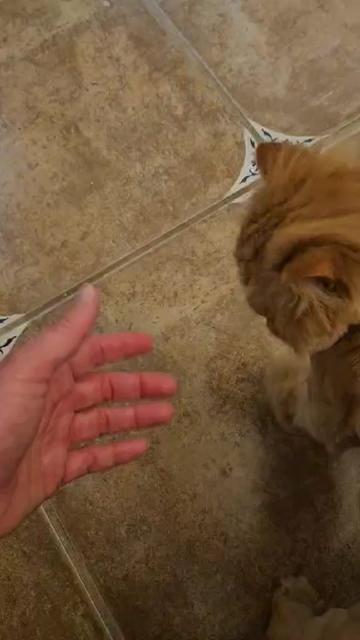 @South Texas Persian Rescue