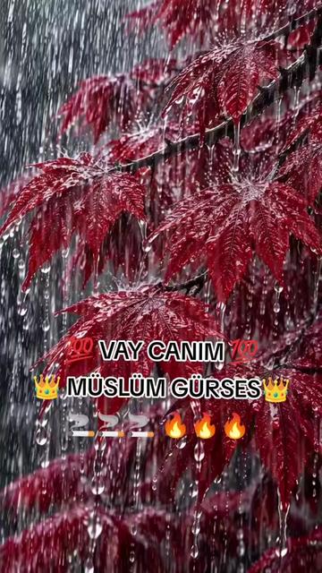 @ð¯ðððððı_ð³ðððð