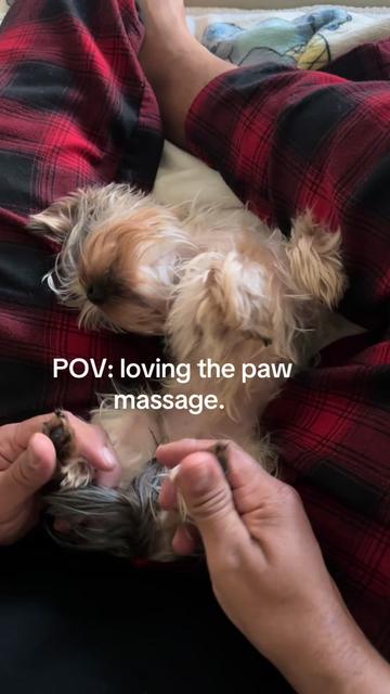 @Penny the Yorkie
