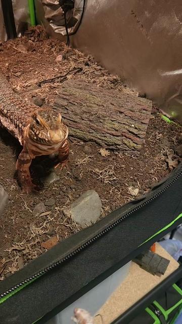@Ballard’s Reptiles