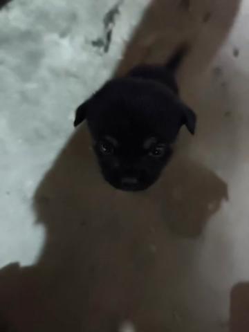 @Pet World Hub