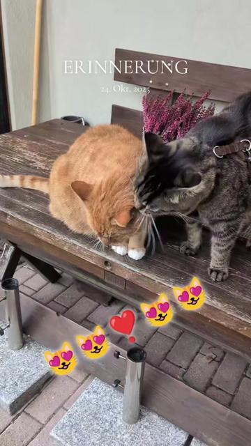 @😻Katrin&Odin 😻Modi Muddi 😻