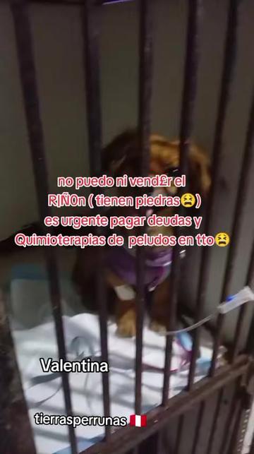@Asociación T.Perrunas🐕🐈🇵🇪