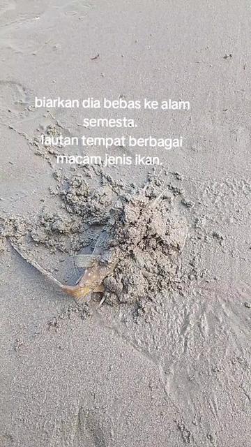 @mustafa bahsin