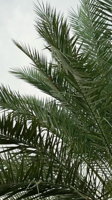 @عَبدالرَّحْمٰن