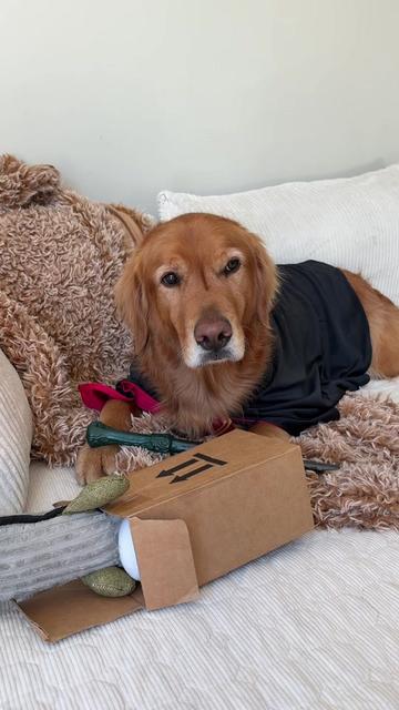 @Bentley the Spicy Golden🌶️