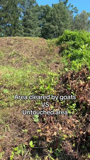 @amazingrazinggoats