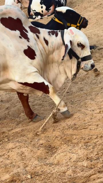 @Karachi Bull lovers