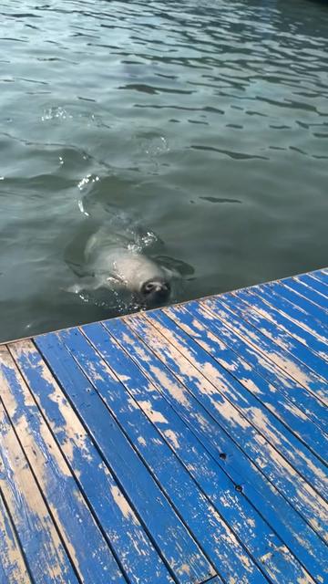 @Seal2028