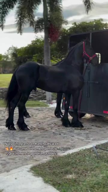 @Robin🐄🐄🤠🤠🐎🐎🇬🇹🇬🇹