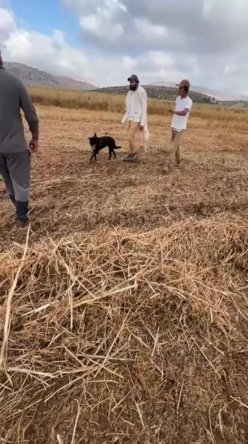 @Turquoise gold