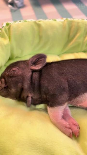 @Piggy Homes🐷