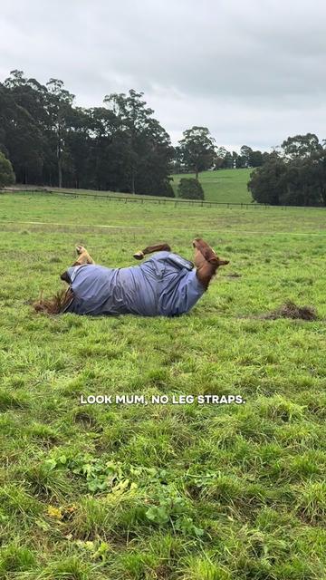 @Leader Equine