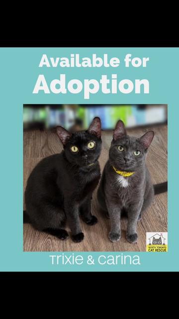 @North Toronto Cat Rescue
